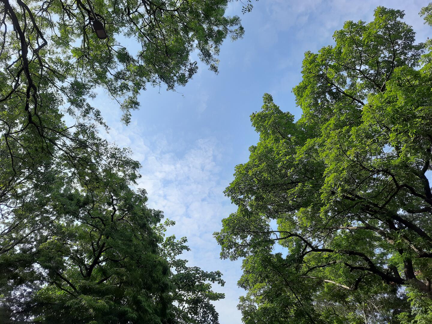 clear-sky-and-wide-trees
